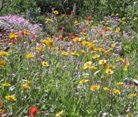 Wildflowers on Kanaka Peak Trail.