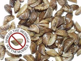 Photo of quagga/zebra mussels