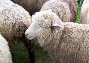 Several sheep in pen