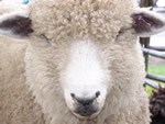 close-up of a sheep close-up of a sheep