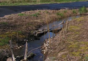 Small sticks line narrow Doan Creek.