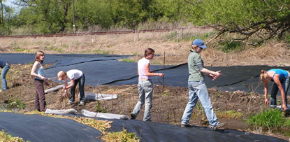 College students plant alder and willow stakes along new creek bed.