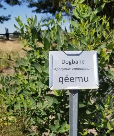 A leafy green plant with a small metal sign in front reading dogbane, apocynum cannabinum, qeemu