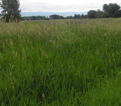 lush looking field of reed canarygrass