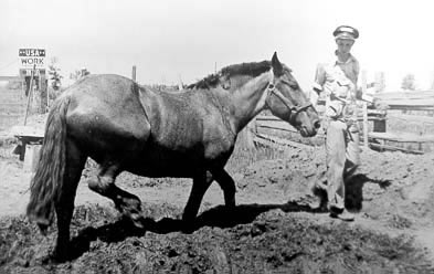 Using horse to mix adobe.