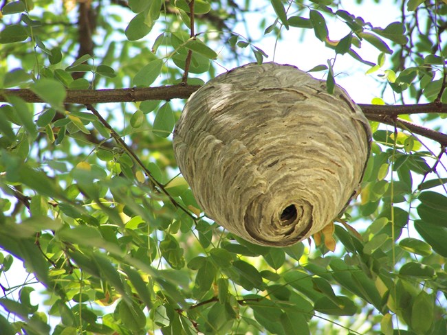 A paper wasp nest hanging in a leafy tree