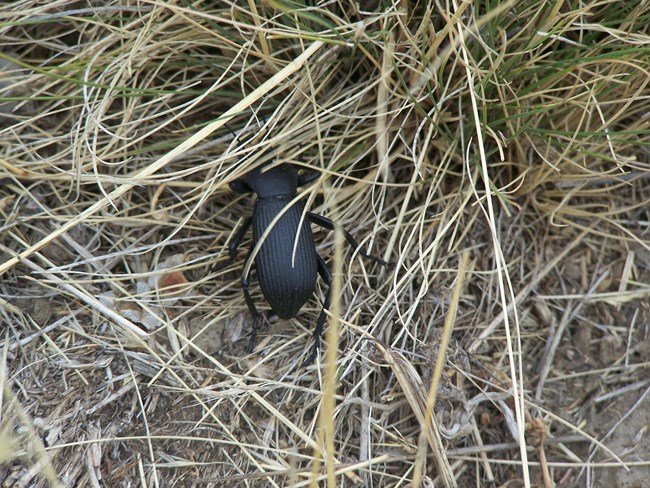 A black beetle walking through yellow dry grass