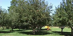 today's apple orchard