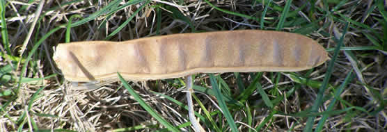 Close-up of a locust pod, which looks like a dried pea pod.