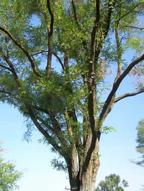 Locust tree with brown pea like pods and small, feathery leaves.