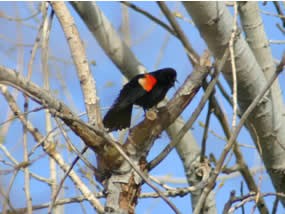 Male red-winged blackbird sitting in tree. Red epaulet clearly visible. Male red-winged blackbird sitting in tree. Red epaulet clearly visible.