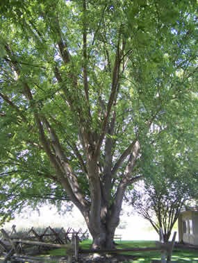 Silver maple