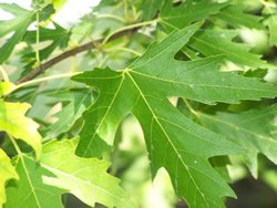 close-up of Silver Maple leaves