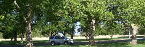 Large London sycamores line the park's parking area. Large London sycamores line the park's parking area.