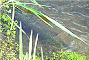Photo: its markings make this steelhead difficult to see from above. Photo: its markings make this steelhead difficult to see from above.