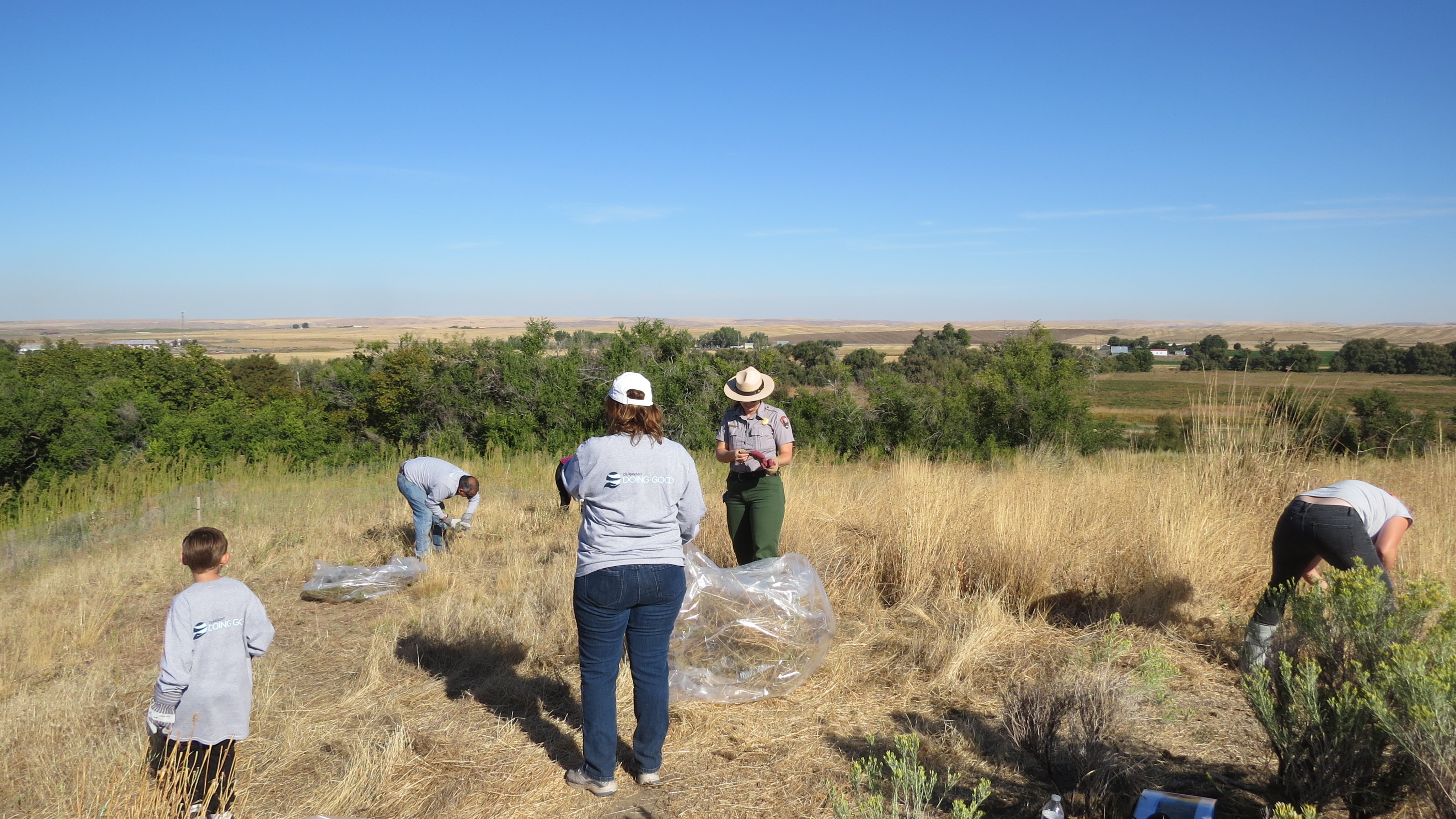 A ranger and several other people stand in a tall grass field bending over to pull plants