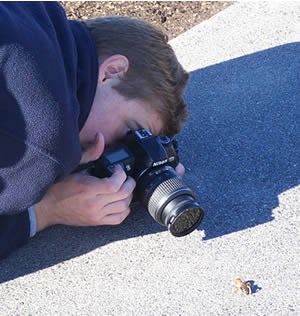 Photograper gets down on the ground to get a close-up of a Jerusalem cricket. Photograper gets down on the ground to get a close-up of a Jerusalem cricket.