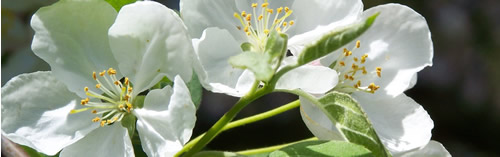 close-up of white apple blossoms