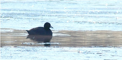 American coot on pond 2-1-11