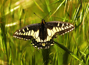 large yellow and black butterfly