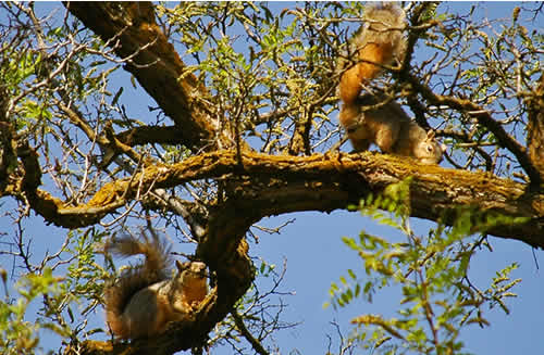 two squirrels in a tree