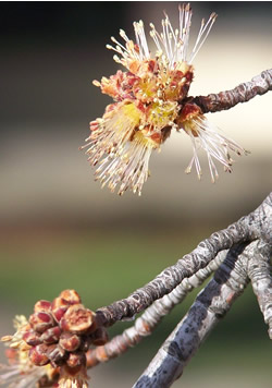 close-up of maple flowers at end of branch