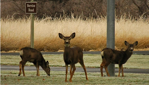 three mule deer in grassy area