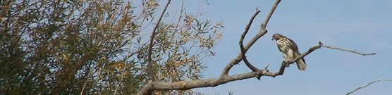 A Red-tailed Hawk sits on a bare branch.