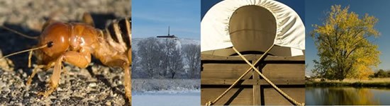 collage of four photos: an insect close-up, winter at the park, a covered wagon, and a tree reflected in a pond collage of four photos: an insect close-up, winter at the park, a covered wagon, and a tree reflected in a pond