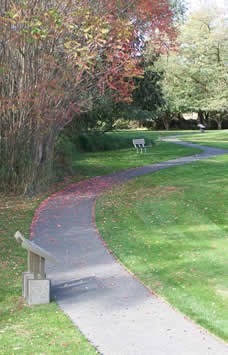 curving paved path passes by red leaf sumac curving paved path passes by red leaf sumac