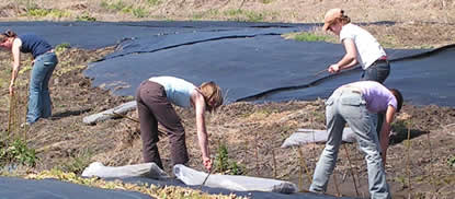Volunteers bending over as they stick young willow and alder stakes into the ground next to Doan Creek.