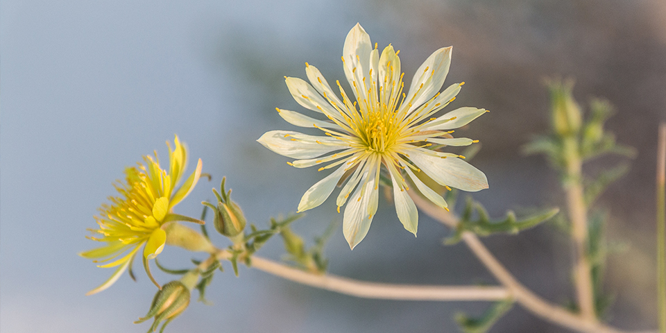 A yellow flower blooms