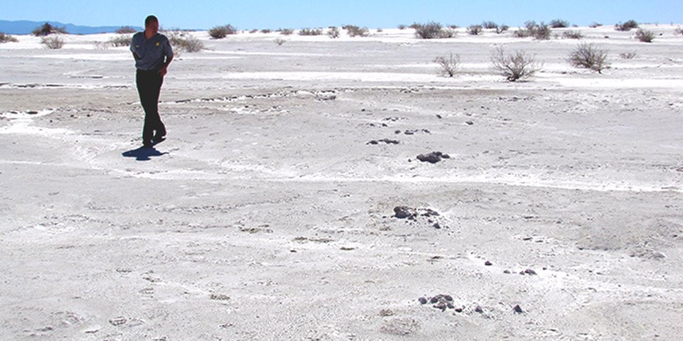 Mammoth tracks fossilized in the white sand with a Park Ranger next to them. Mammoth tracks fossilized in the white sand with a Park Ranger next to them.