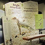 An indoor museum displays a lizard with information