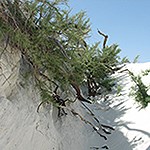 A green plant growing from a white sand pedestal