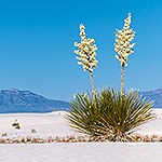 Two flowering soap tree yuccas in the dunefield with the San Andres Mountains on the background.