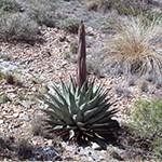 Agave plant in desert.