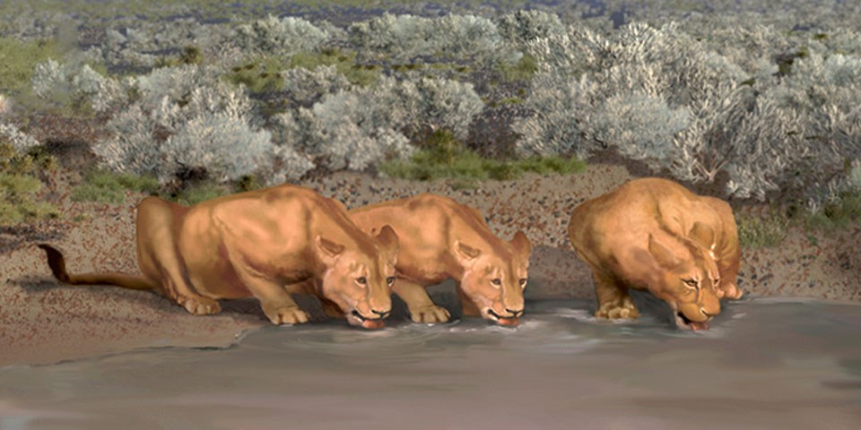Artistic impression of three American Lions drinking water at the edge of Lake Otero.