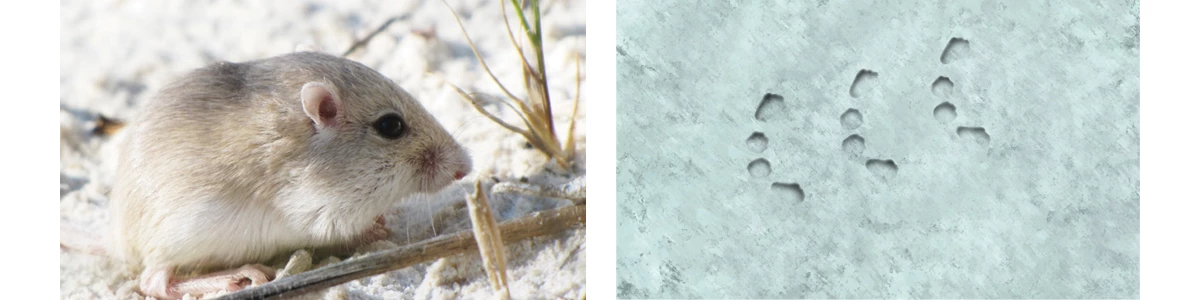 Apache_Pocket_Mouse_Banner_HTML Apache Pocket Mouse Footprint no scale