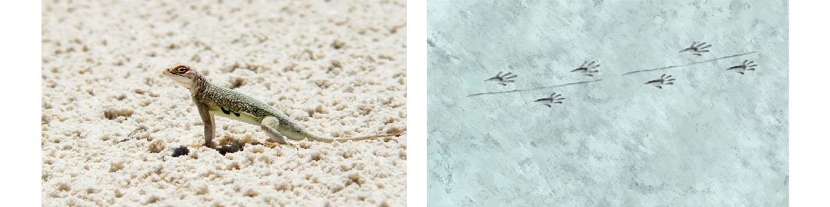Bleached_Earless_Lizard_Banner_HTML Bleached Earless Lizard Footprints no scale