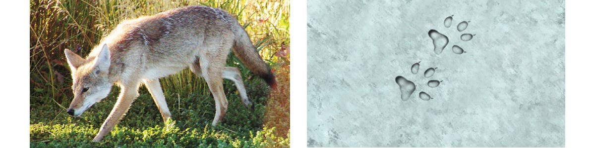 Coyote footprint illustration banner W/O Scale