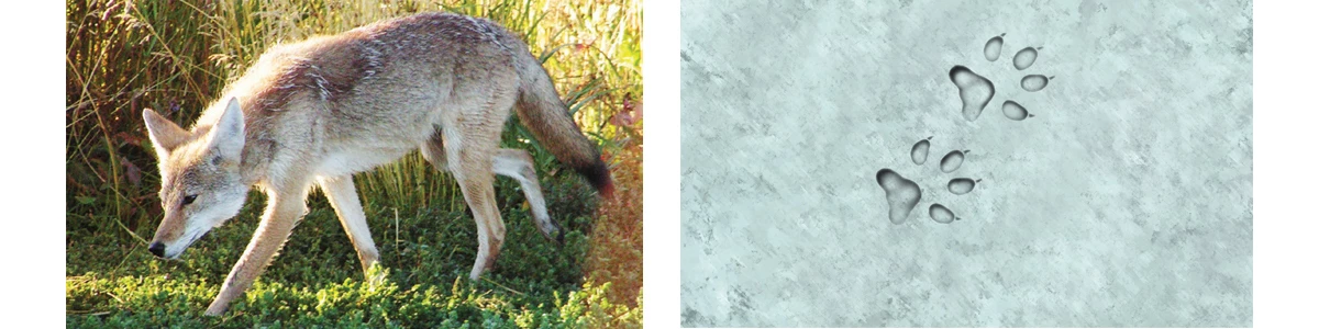 Coyote_Footprints Coyote footprint illustration banner W/O Scale