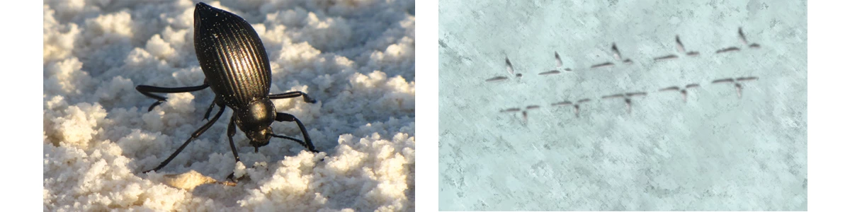 Darkling_Beetle_Banner_HTML Darkling Beetle Footprints no scale