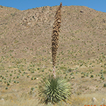 4 Set Cute Cactus Plants Coaster Cacti Mexico Desert Summer Mum Gift #14833 