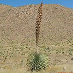 Desert Spoon plant in desert.