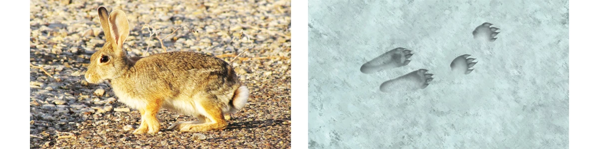 Desert_Cottontail_Banner_HTML Desert Cottontail Footprint illustration no scale