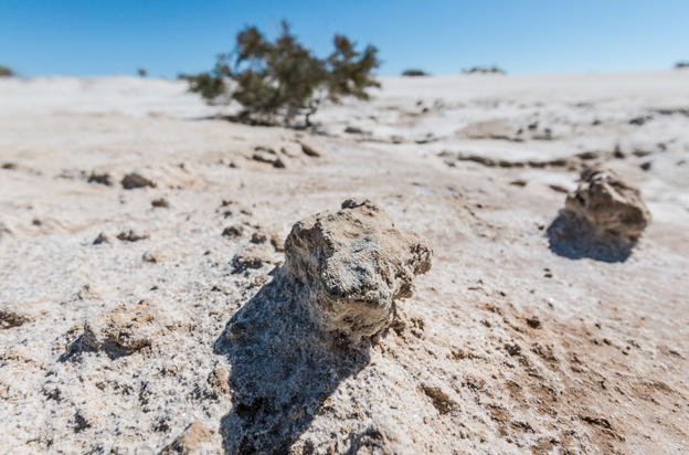 Photograph of 2 fossilized Dire wolf footprints with small tree in the background.