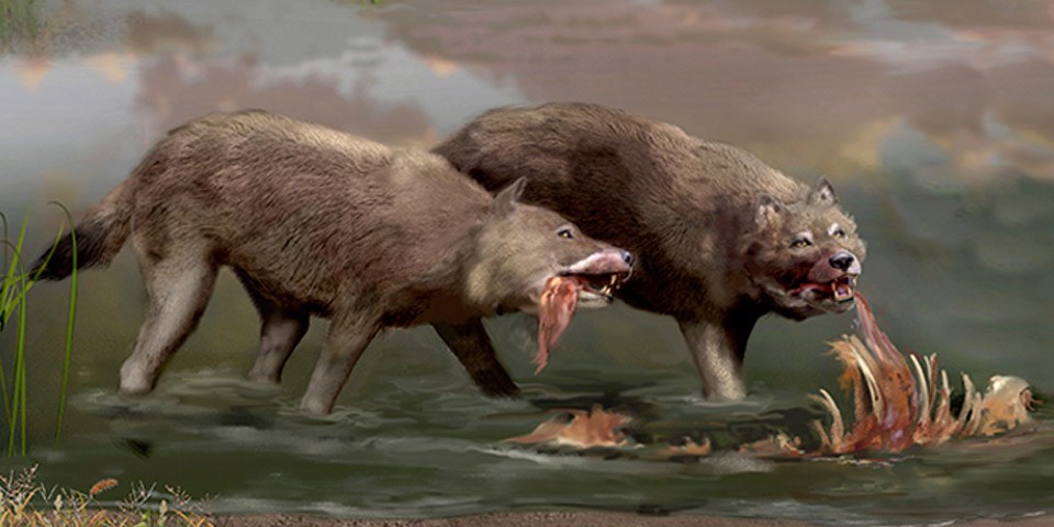 Artistic impression of Dire wolf consuming animal remains near the shore of the lake.