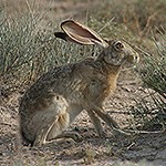 Black-Tailed Jackrabbit in the desert