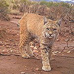 Bobcat standing in red mud